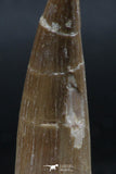 06128 - Nicely Preserved 2.22 Inch Partially Rooted Elasmosaur (Zarafasaura oceanis) Tooth