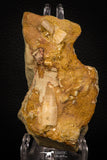 06906 - Rare Association of Rooted Spinosaurus Dinosaur Tooth + Partial Onchopristis Rostral Tooth