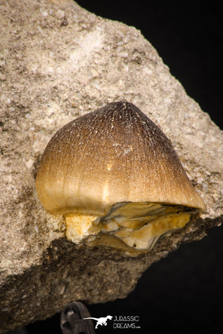 06959 - Nicely Preserved 1.01 Inch Globidens phosphaticus (Mosasaur) Tooth on Matrix Cretaceous