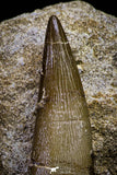 20794 - Finest Quality 2.23 Inch Elasmosaur (Zarafasaura oceanis) Tooth in Matrix