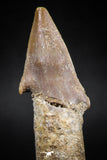 06129 - Beautiful 2.57 Inch Rooted Schizorhiza Rostral Tooth Cretaceous Sawfish