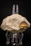 06959 - Nicely Preserved 1.01 Inch Globidens phosphaticus (Mosasaur) Tooth on Matrix Cretaceous