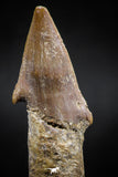 06129 - Beautiful 2.57 Inch Rooted Schizorhiza Rostral Tooth Cretaceous Sawfish