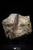 20795 - Finest Quality 2.39 Inch Elasmosaur (Zarafasaura oceanis) Tooth in Matrix