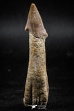 06129 - Beautiful 2.57 Inch Rooted Schizorhiza Rostral Tooth Cretaceous Sawfish