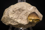 06959 - Nicely Preserved 1.01 Inch Globidens phosphaticus (Mosasaur) Tooth on Matrix Cretaceous