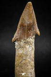 06129 - Beautiful 2.57 Inch Rooted Schizorhiza Rostral Tooth Cretaceous Sawfish