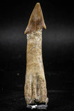 06129 - Beautiful 2.57 Inch Rooted Schizorhiza Rostral Tooth Cretaceous Sawfish