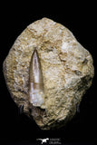 20796 - Finest Quality 2.02 Inch Elasmosaur (Zarafasaura oceanis) Tooth in Matrix