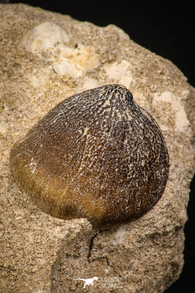 06960 - Nicely Preserved 1.11 Inch Globidens phosphaticus (Mosasaur) Tooth on Matrix Cretaceous