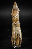 06130 - Beautiful 2.38 Inch Rooted Schizorhiza Rostral Tooth Cretaceous Sawfish