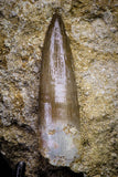 20796 - Finest Quality 2.02 Inch Elasmosaur (Zarafasaura oceanis) Tooth in Matrix