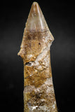 06130 - Beautiful 2.38 Inch Rooted Schizorhiza Rostral Tooth Cretaceous Sawfish