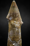 06130 - Beautiful 2.38 Inch Rooted Schizorhiza Rostral Tooth Cretaceous Sawfish