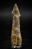 06130 - Beautiful 2.38 Inch Rooted Schizorhiza Rostral Tooth Cretaceous Sawfish