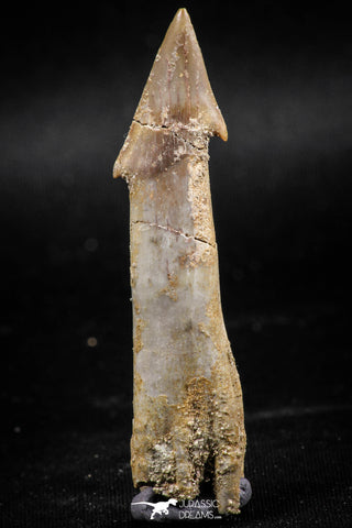 06131 - Well Preserved 2.39 Inch Rooted Schizorhiza Rostral Tooth Cretaceous Sawfish