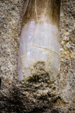 20797 - Finest Quality 2.05 Inch Elasmosaur (Zarafasaura oceanis) Tooth in Matrix