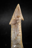 06131 - Well Preserved 2.39 Inch Rooted Schizorhiza Rostral Tooth Cretaceous Sawfish
