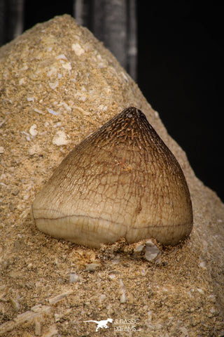 06961 - Nicely Preserved 0.74 Inch Globidens phosphaticus (Mosasaur) Tooth on Matrix Cretaceous