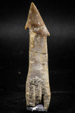 06131 - Well Preserved 2.39 Inch Rooted Schizorhiza Rostral Tooth Cretaceous Sawfish