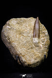 20798 - Finest Quality 1.73 Inch Elasmosaur (Zarafasaura oceanis) Tooth in Matrix