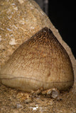 06961 - Nicely Preserved 0.74 Inch Globidens phosphaticus (Mosasaur) Tooth on Matrix Cretaceous
