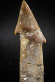 06131 - Well Preserved 2.39 Inch Rooted Schizorhiza Rostral Tooth Cretaceous Sawfish