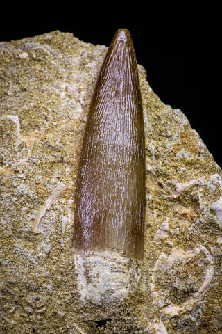20798 - Finest Quality 1.73 Inch Elasmosaur (Zarafasaura oceanis) Tooth in Matrix