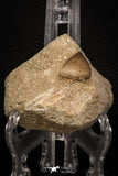 06961 - Nicely Preserved 0.74 Inch Globidens phosphaticus (Mosasaur) Tooth on Matrix Cretaceous