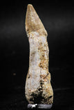 06132 - Well Preserved 2.22 Inch Rooted Schizorhiza Rostral Tooth Cretaceous Sawfish