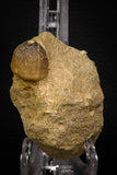 06962 - Nicely Preserved 0.86 Inch Globidens phosphaticus (Mosasaur) Tooth on Matrix Cretaceous