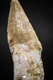 06132 - Well Preserved 2.22 Inch Rooted Schizorhiza Rostral Tooth Cretaceous Sawfish