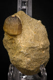 06962 - Nicely Preserved 0.86 Inch Globidens phosphaticus (Mosasaur) Tooth on Matrix Cretaceous