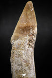 06132 - Well Preserved 2.22 Inch Rooted Schizorhiza Rostral Tooth Cretaceous Sawfish