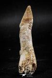 06132 - Well Preserved 2.22 Inch Rooted Schizorhiza Rostral Tooth Cretaceous Sawfish