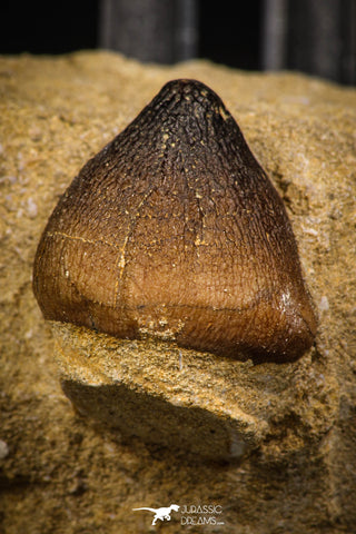 06963 - Nicely Preserved 0.94 Inch Globidens phosphaticus (Mosasaur) Tooth on Matrix Cretaceous