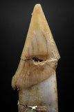 06133 - Well Preserved 1.88 Inch Rooted Schizorhiza Rostral Tooth Cretaceous Sawfish