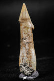 06133 - Well Preserved 1.88 Inch Rooted Schizorhiza Rostral Tooth Cretaceous Sawfish