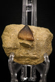 06963 - Nicely Preserved 0.94 Inch Globidens phosphaticus (Mosasaur) Tooth on Matrix Cretaceous