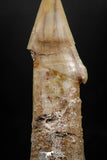 06133 - Well Preserved 1.88 Inch Rooted Schizorhiza Rostral Tooth Cretaceous Sawfish