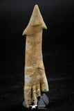 06134 - Beautiful 1.82 Inch Rooted Schizorhiza Rostral Tooth Cretaceous Sawfish