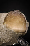 06964 - Nicely Preserved 1.09 Inch Globidens phosphaticus (Mosasaur) Tooth on Matrix Cretaceous