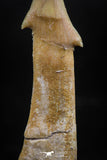06134 - Beautiful 1.82 Inch Rooted Schizorhiza Rostral Tooth Cretaceous Sawfish
