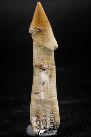 06135 - Beautiful 1.82 Inch Rooted Schizorhiza Rostral Tooth Cretaceous Sawfish