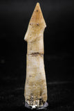 06135 - Beautiful 1.82 Inch Rooted Schizorhiza Rostral Tooth Cretaceous Sawfish