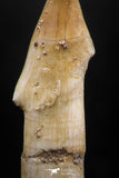 06135 - Beautiful 1.82 Inch Rooted Schizorhiza Rostral Tooth Cretaceous Sawfish
