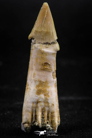 06136 - Beautiful 1.61 Inch Rooted Schizorhiza Rostral Tooth Cretaceous Sawfish