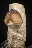 06965 - Nicely Preserved 1.05 Inch Globidens phosphaticus (Mosasaur) Tooth on Matrix Cretaceous