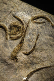 22216 - Superb Mortality Plate 8 OPHIURA SP Brittlestars Upper Ordovician Ktaoua Fm