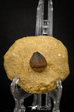 06966 - Nicely Preserved 0.87 Inch Globidens phosphaticus (Mosasaur) Tooth on Matrix Cretaceous